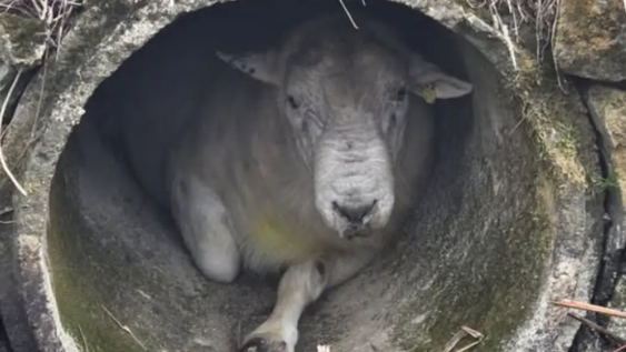 Rambo, el carnero de 100 kilos que quedó atascado en una tubería.