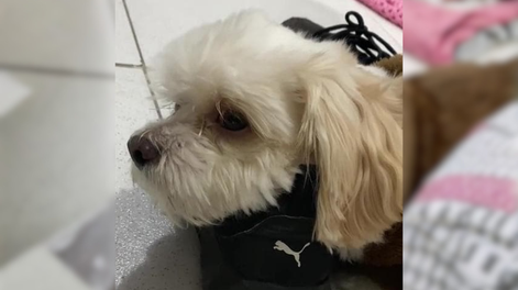 Lupe se deprimió cuando se mudó de una casa con jardín a un departamento.&nbsp;