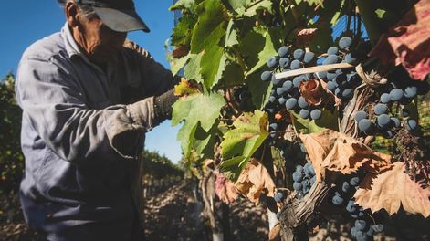 Los Andes | La fertilizacion es un procedimiento que se hace para dar energía a la planta y para almacenar durante el período de descanso. / Archivo