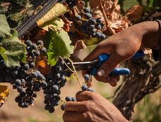 huentala wines recibira la temporada de vendimia con una propuesta inmersiva en valle de uco