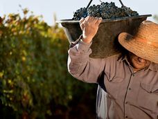 vino: cuanto crecieron las exportaciones en el primer semestre