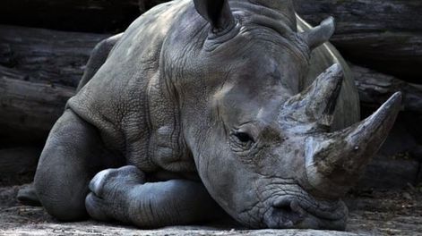 Los Andes | Caza furtiva por tráfico de cuernos de rinocerontes. Los Andes