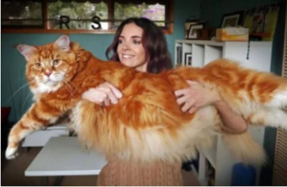 El gato más largo del mundo pesa 14 kilos y mide 1,20 metros