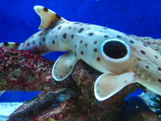 La molly amazónica, una especie que está integrada exclusivamente por hembras que se clonan a sí mismas.