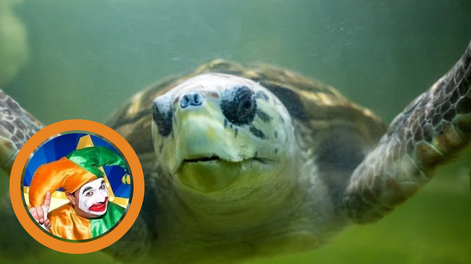 El Tortugo Jorge ya está en Brasil: la emotiva canción de un mendocino que cuenta cómo hablaba detrás del vidrio