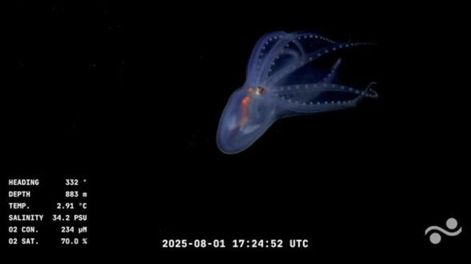 El asombroso “pulpo de cristal” registrado por primera vez en aguas argentinas durante la expedición del CONICET. &nbsp;