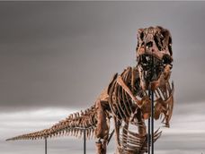 La subasta del dinosaurio Gus despertó preocupación entre los científicos.