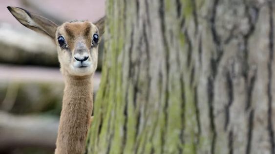 Desde 1970 no hay registros de gacelas de Mhorr en entornos naturales. La especie ha sobrevivido a la extinción gracias a los ejemplares que son preservados en cautividad. Foto: EPA BORIS ROESSLER