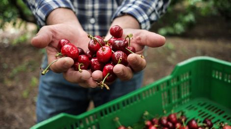 El Senasa abrió la inscripción para los productores de cereza que quieran exportar a China