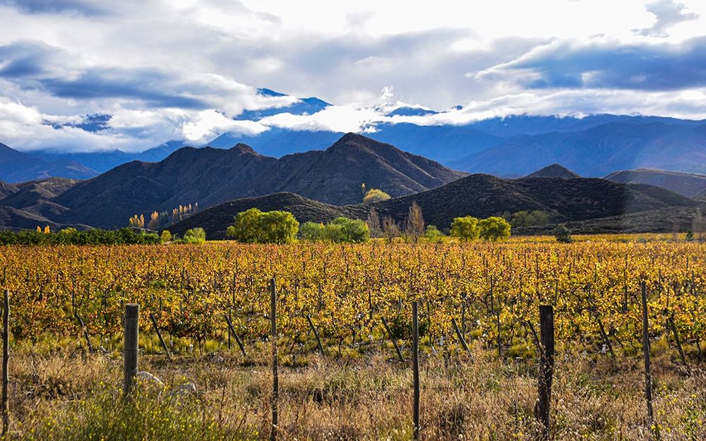 En otoño, Los Chacayes se cubre de tonos ocres y amarillos que transforman el paisaje cordillerano del Valle de Uco.