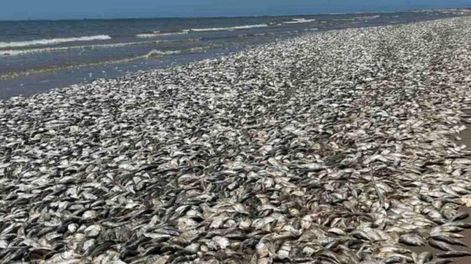 Hacia la noche del domingo gran parte de los ejemplares ya habían sido retirados por un equipo de Quintana Beach. Foto: @AlertaMundial2 / Twitter
