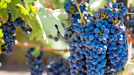 Guarda 14 | Han crecido la cantidad de etiquetas de Bonarda y los vinos exportados en el mundo.