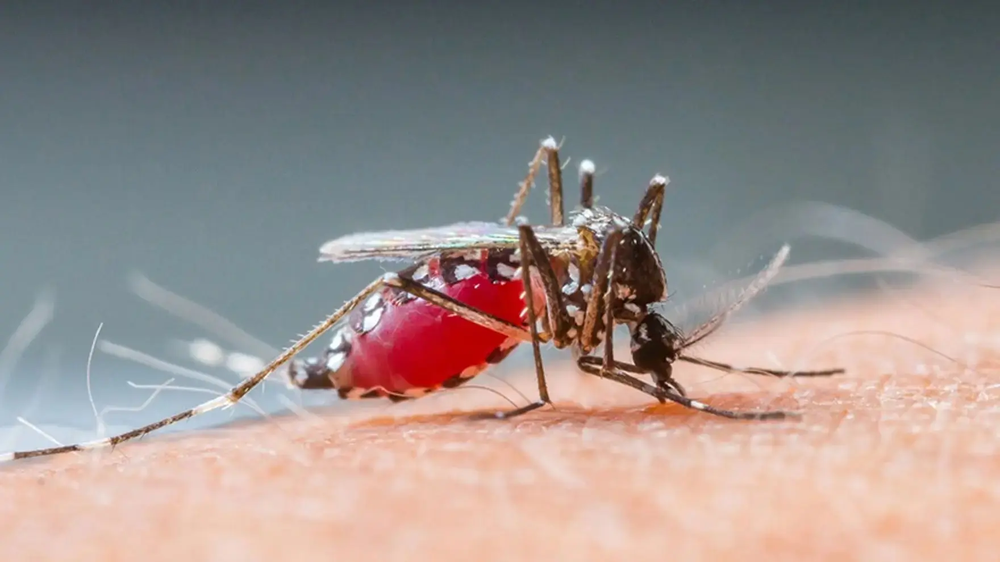 Cómo prevenir la picadura de mosquitos.