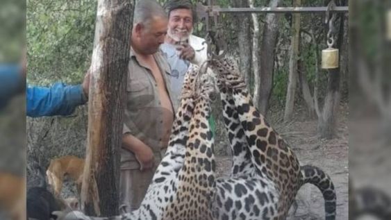 El Juzgado Federal N°1 de Formosa condenó a cuatro hombres a dos años de prisión por la caza ilegal de un yaguareté