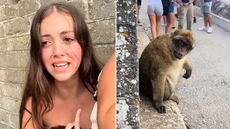 Desafió a un mono con la mirada y fue atacada por el animal
