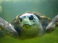 El tortugo Jorge ya tiene fecha para volver al mar: así será esperado y conmovedor operativo