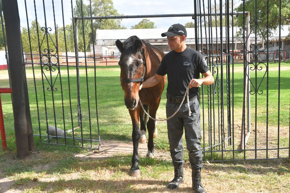 El auxiliar segundo Emanuel Salinas junto a Sadyn el "caballo escuela" de la Polic&iacute;a Montada que qued&oacute; ciego. | Foto: Daniel Caballero / Los Andes&nbsp;&nbsp;