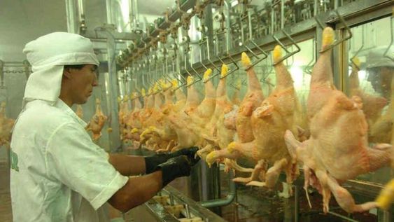 En junio reabrirán las exportaciones de pollo luego de la parálisis que provocó la gripe aviar.