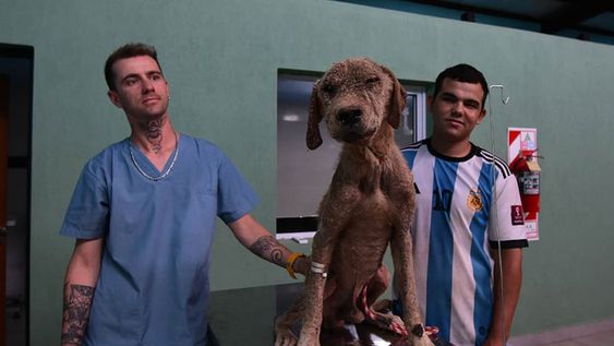 Camilo fue recibido y tratado en el refugio que comparte con otros 270 canes. En un mes le buscarán una familia. Ahora posa junto a Marcelo, el veterinario del refugio, y Jorge, el encargado del cuidado y alimentación. | Foto: Mariana Villa / Los Andes