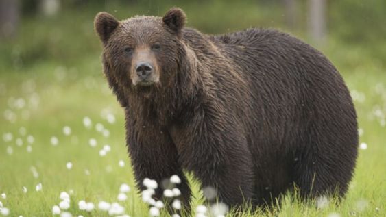 En la Reserva Nacional Katmai se celebra “la semana del oso gordo” . El evento se da en el contexto de la preparación de los osos para hibernar y sobrevivir los fríos meses de invierno.