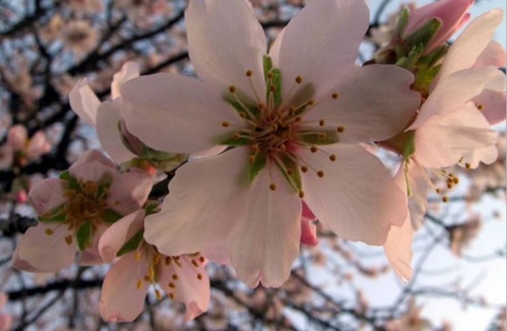 Poda de cerezos, la clave para una buena producción