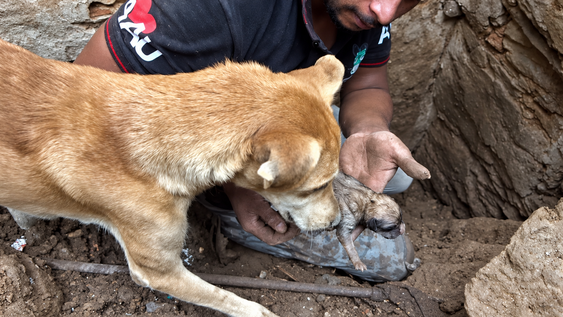 rescatista encuentra a una perra cavando entre escombros para intentar salvar a sus cachorros de asfixiarse