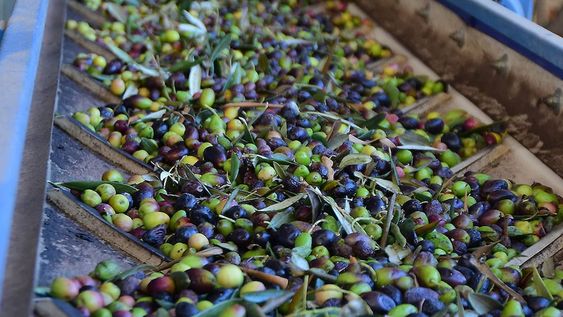 Referentes aseguran que, en Mendoza, las aceiteras adquieren una calidad superior que en el resto del país. Foto: Marcelo Rolland / Los Andes