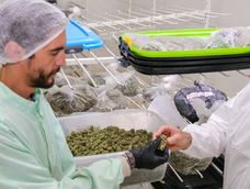 CONICET investiga el potencial del cannabis medicinal en tratamientos contra el cáncer