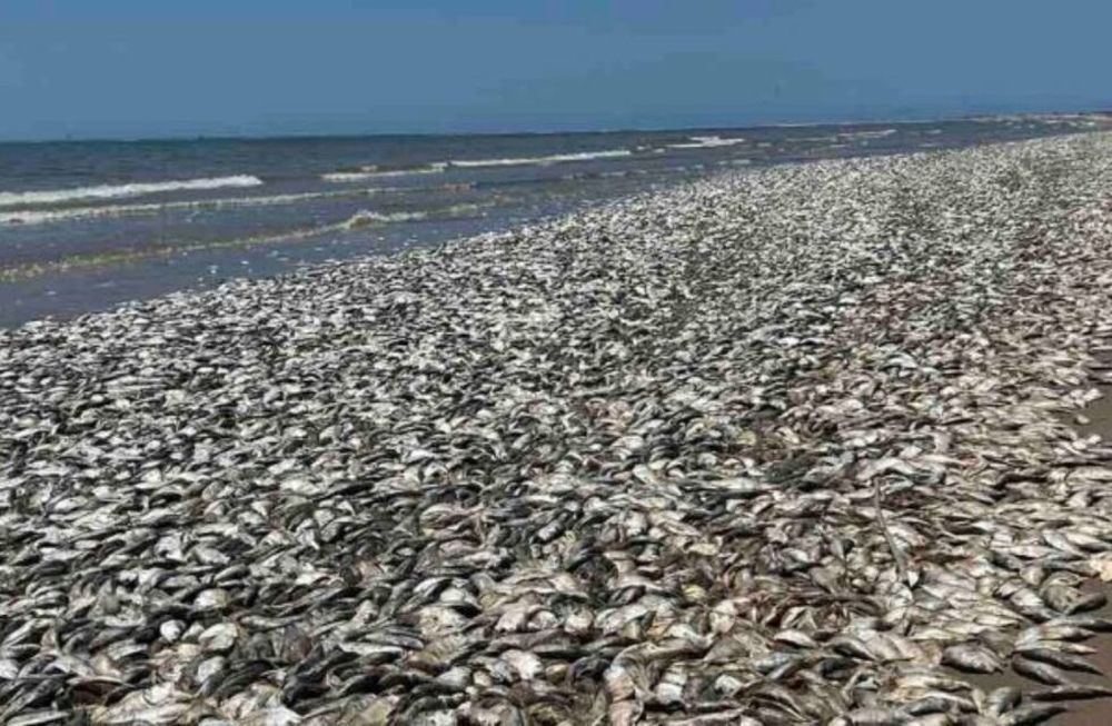 Hacia la noche del domingo gran parte de los ejemplares ya habían sido retirados por un equipo de Quintana Beach. Foto: @AlertaMundial2 / Twitter