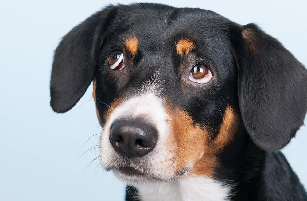 Estas son las 5 señales de que tu perro está entrando en la vejez