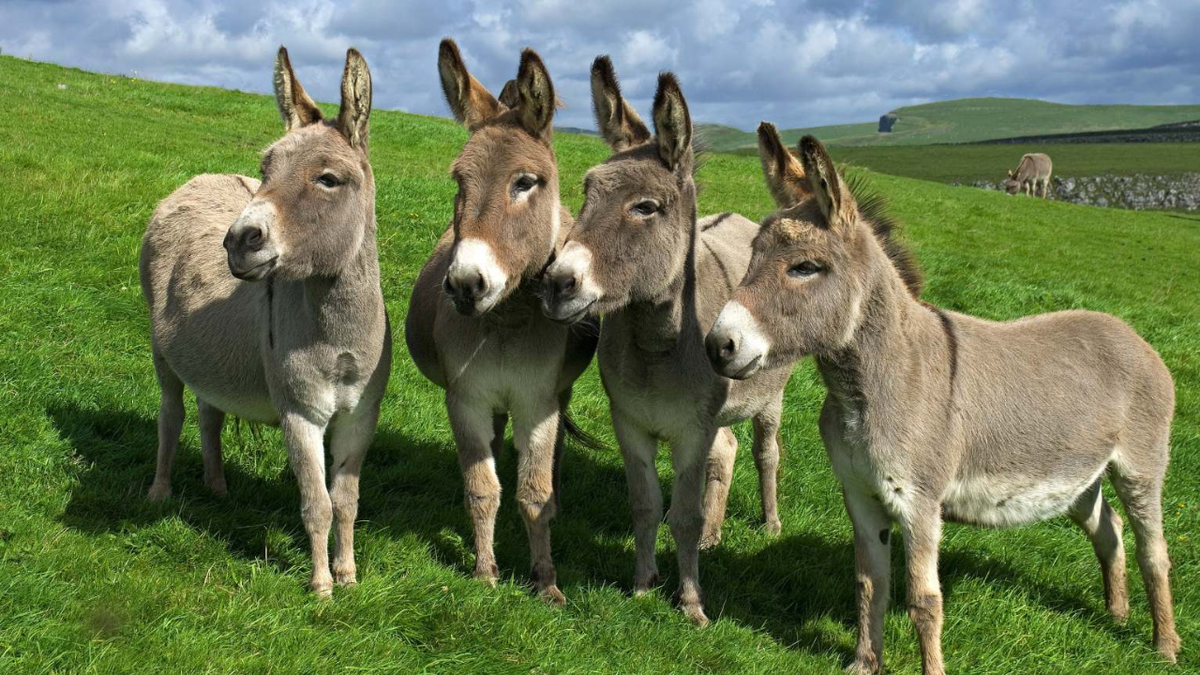 Habló el productor que vende carne de burro y reveló el motivo de esta polémica opción: 