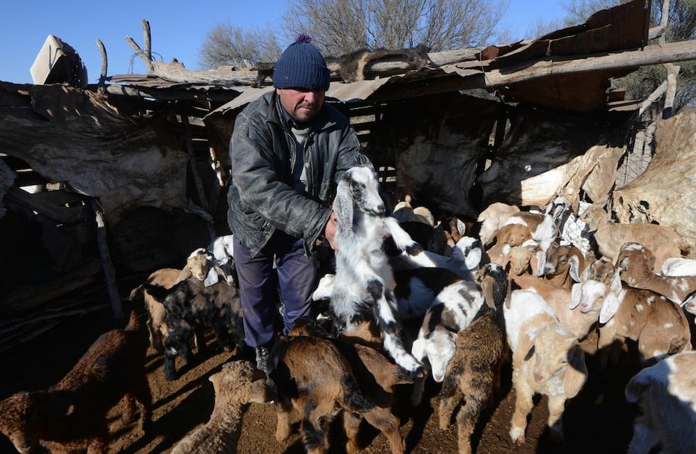 El plan de asistencia tiene como propósito suministrar alimentos balanceados a fin de reducir el desbalance nutricional que sufren los animales durante el invierno. / Claudio Gutiérrez