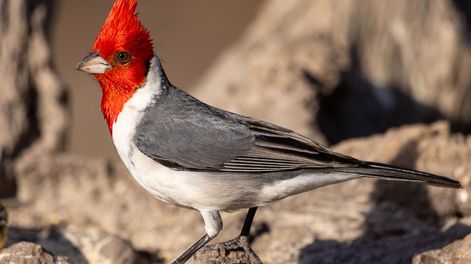 La presencia de este pájaro puede convertir cualquier rincón en un refugio natural lleno de vida y sonidos.