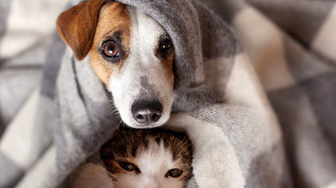 ¿Tu mascota está segura en invierno? Los errores que pueden costarle la salud