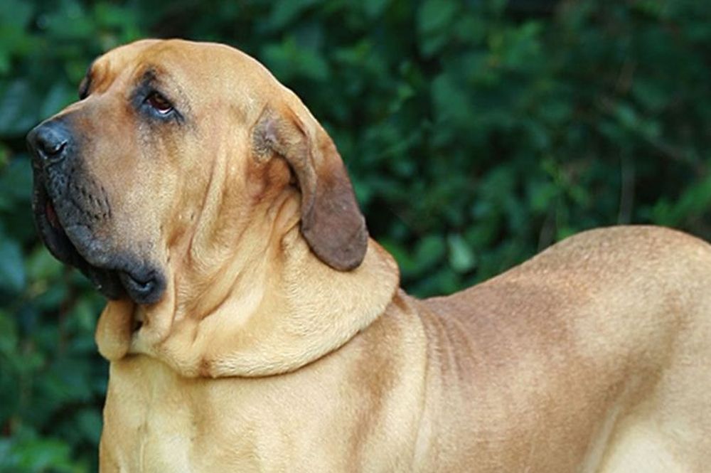 Perro de raza Fila brasileiro (Foto ilustrativa)