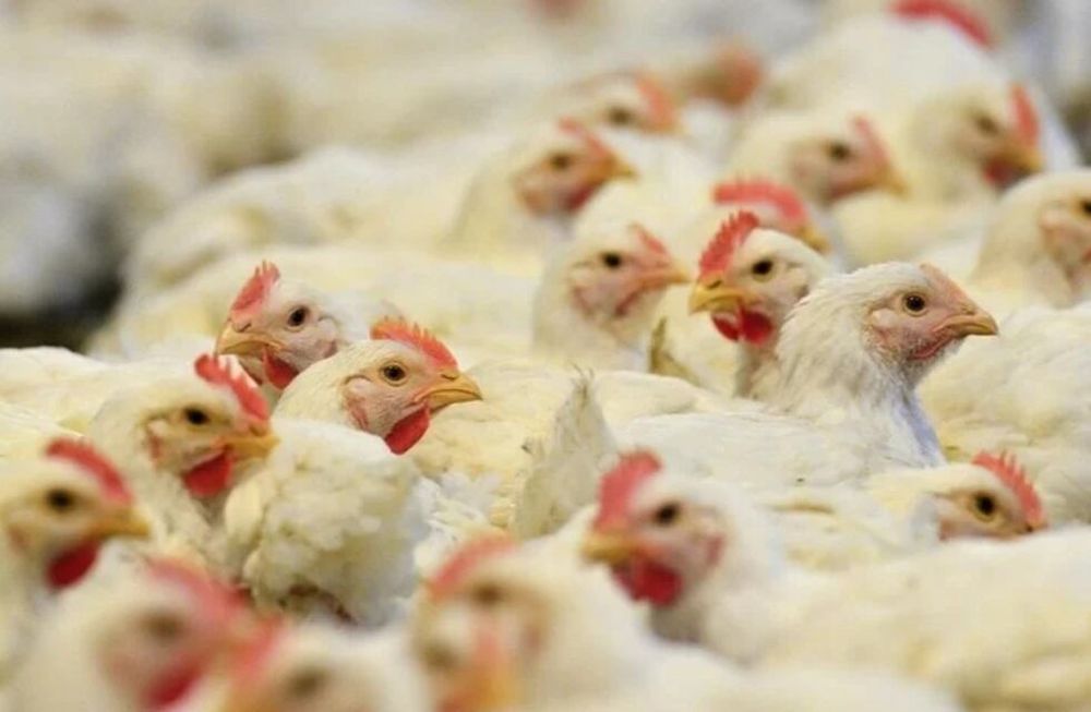 Se pueden gestionar por Internet cuatro trámites para la producción avícola