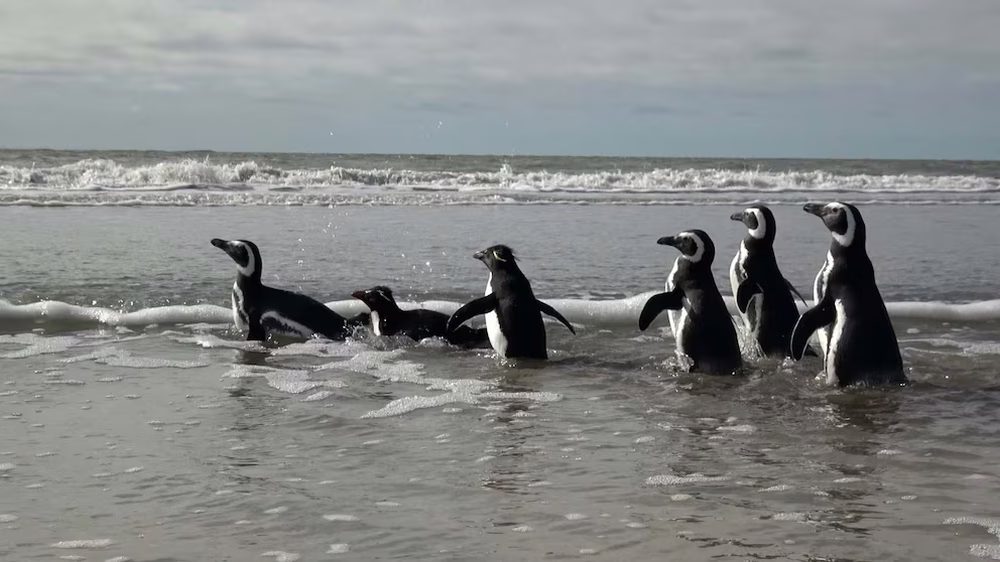Seis pingüinos fueron liberados en la costa bonaerense tras su rehabilitación en Fundación Mundo Marino&nbsp;