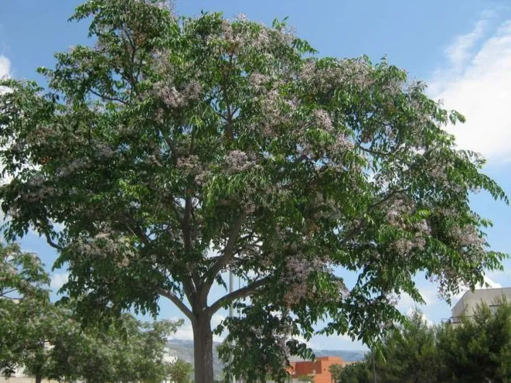 El arbol transforma jardines y potencia la jardiner&iacute;a gracias a estas asombrosas plantas.