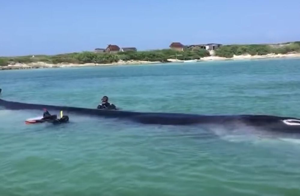 Video: rescataron a una bestia marina de 18 metros que había encallado en México