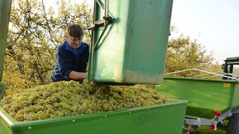 Los Andes | El Iscamen recordó las precauciones que se deben tomar en toda la cadena vitivinícola para evitar la dispersión de la lobesia botrana durante la cosecha