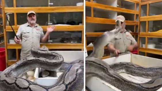 El cuidador de un zoológico quiso retirar los huevos de una pitón y casi lo paga muy caro.