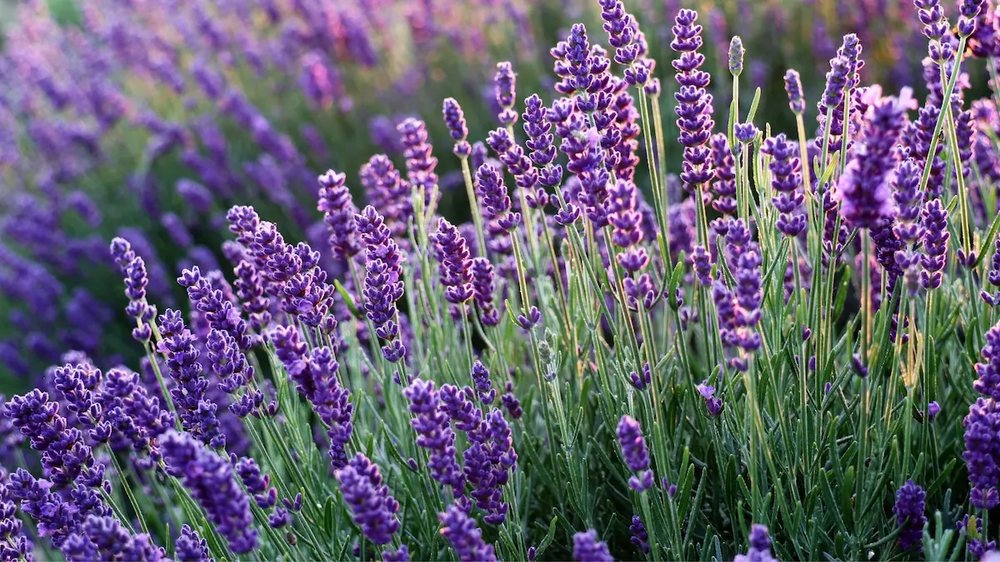 Jard&iacute;n y jardiner&iacute;a eligen plantas resistentes que cuidan el hogar naturalmente