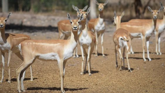 Ecoparque de Mendoza. Mientras se esperan las obras en el actual Ecoparque algunos animales continúan en el ex zoo de Mendoza  Foto: Claudio Gutiérrez