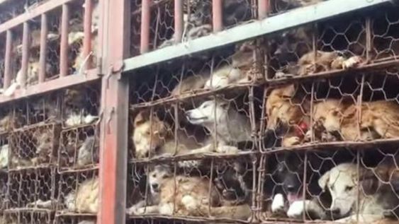En China se permitió la realización de un festival en el que se comercializa la carne de perro para consumo humano. Gentileza La Vanguardia.