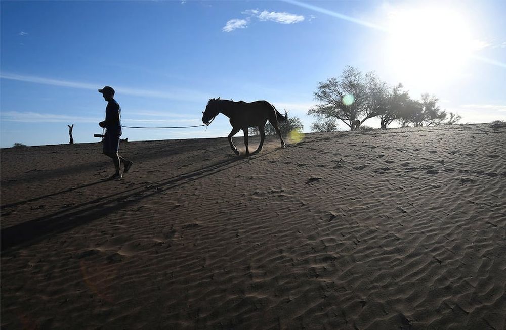 Sequía en campos del departamento de Lavalle, desde el mes de Mayo del 2021 no llueve, y los animales mueren de sed y tambien de hambre al no haber pasto por la escases de lluvia en la zona.En el puesto del paraje El cavadito, están  preocupados por la sequía y la mortandad de animales Foto : José Gutierrez