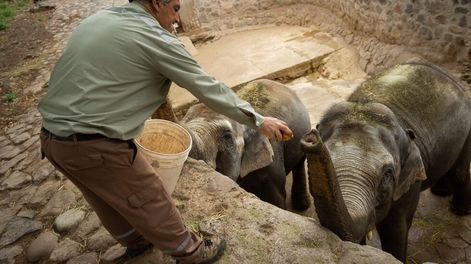 Los Andes | Fotos: así fue el entrenamiento y la adaptación de las elefantas Pocha y Guillermina con sus cuidadores. Foto: Ignacio Blanco / Los Andes.