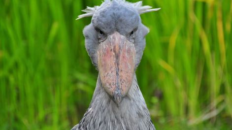 Su figura imponente reforzó la fascinación por un ave que parece salida de otra era.