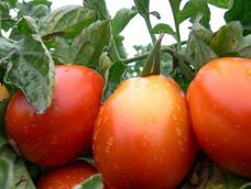 el pais donde nunca comen tomate a no ser que venga en un postre