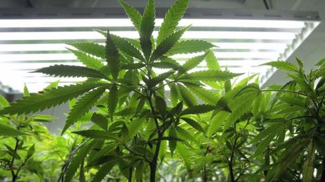 Uruguay: fuerte pugna por plantar marihuana
