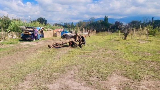 Un árbol cayó sobre un niño de 6 años y debió ser hospitalizado de urgencia.